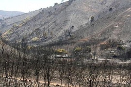 Imagem de uma floresta queimada