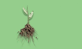 Imagem da raíz de um árvore fora da terra